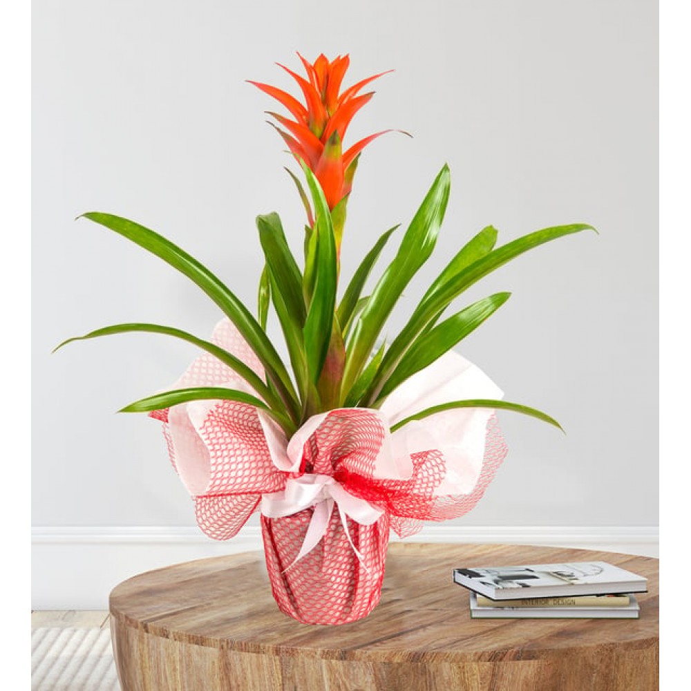 guzmania çiçegi