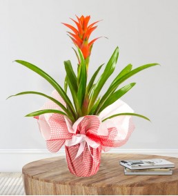 guzmania çiçegi